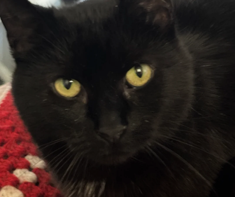 This little lady is 17 years young & full of life